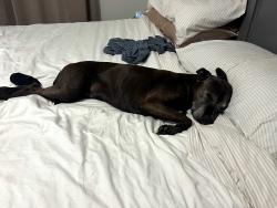 Reunited Male Dog last seen Riverbend Rd. And Lobelia Rd., Vass, NC 28394