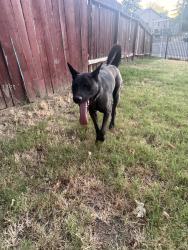 Found/Stray Male Dog last seen Loch leven, North Highlands, CA 95660