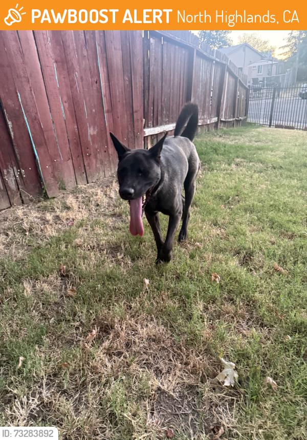Found/Stray Male Dog last seen Loch leven, North Highlands, CA 95660