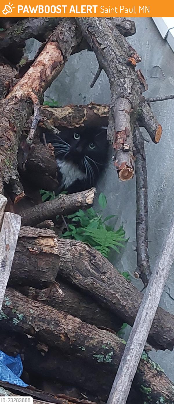 Found/Stray Unknown Cat last seen Western and Thomas, Saint Paul, MN 55103