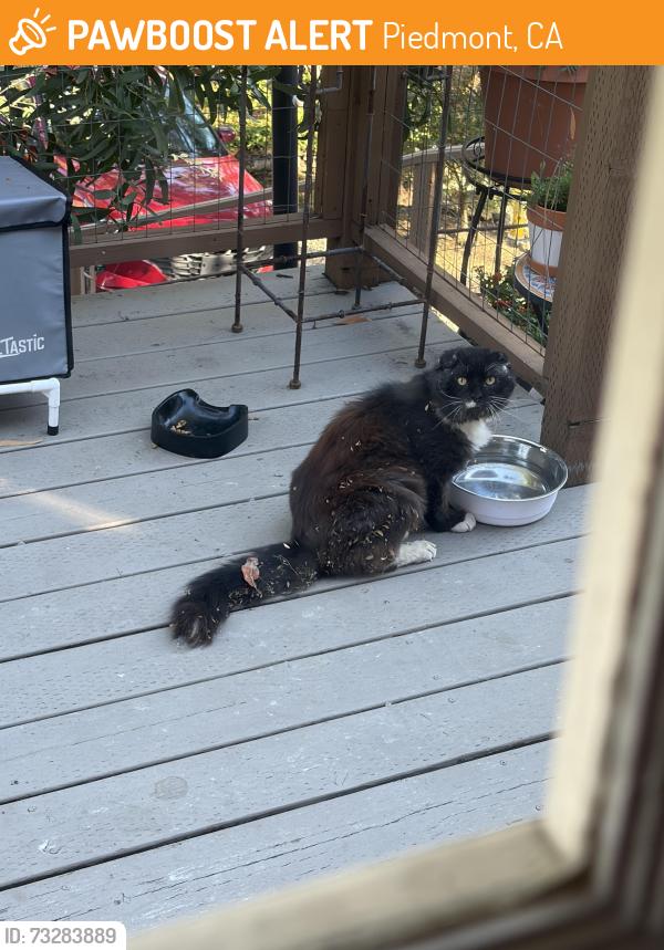 Found/Stray Unknown Cat last seen Moraga Ave, Piedmont, CA 94611
