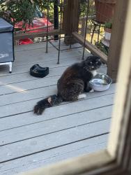 Found/Stray Unknown Cat last seen Moraga Ave, Piedmont, CA 94611