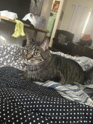 Reunited Male Cat last seen Oakwood ave and Marcia, Glendale, CA 91208