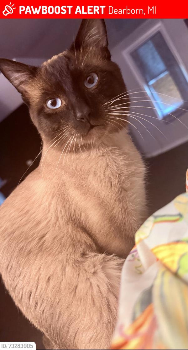 Lost Male Cat last seen Antony st, Williamson st, Dearborn, MI 48126