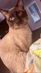 Lost Male Cat last seen Antony st, Williamson st, Dearborn, MI 48126