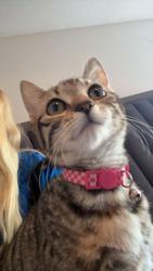 Reunited Female Cat last seen Near sarah’s ct, Green Cove Springs, FL 32043