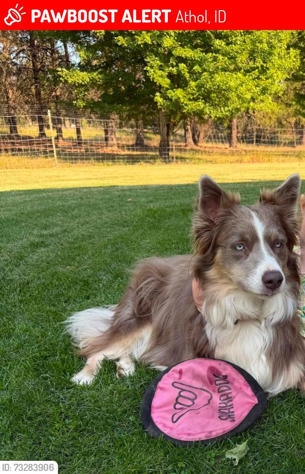 Lost Female Dog last seen Bayview Rd and King Spur, Athol Idaho, Athol, ID 83801