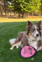 Lost Female Dog last seen Bayview Rd and King Spur, Athol Idaho, Athol, ID 83801