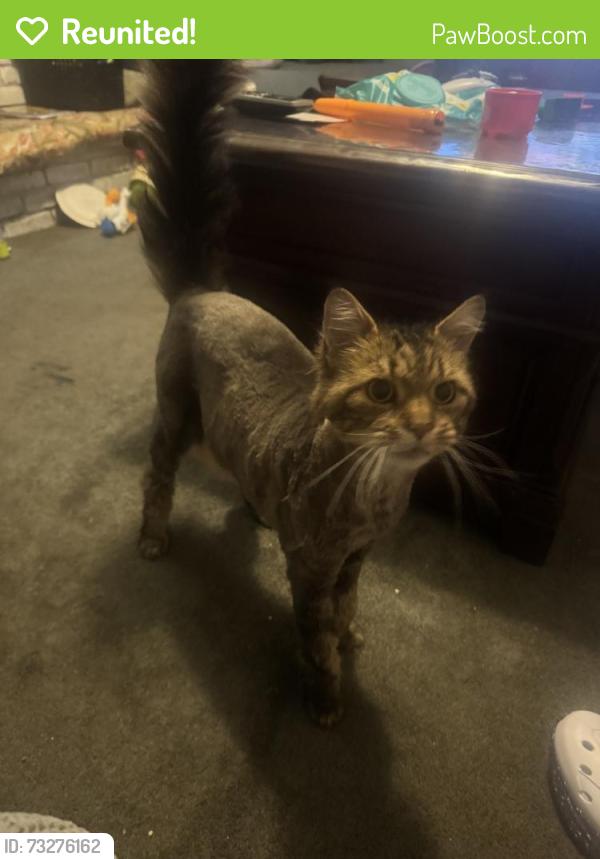 Reunited Male Cat last seen Near Houston St, Lindenhurst, NY 11757, USA, Lindenhurst, NY 11757