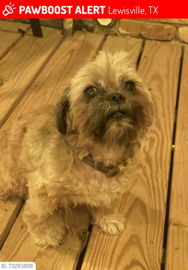 Lost Male Dog last seen College, Lewisville, TX 75067