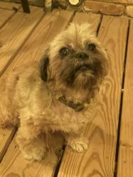Lost Male Dog last seen College, Lewisville, TX 75067