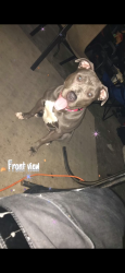 Reunited Female Dog last seen Huntington and Windmere, Colonial Heights, VA 23834