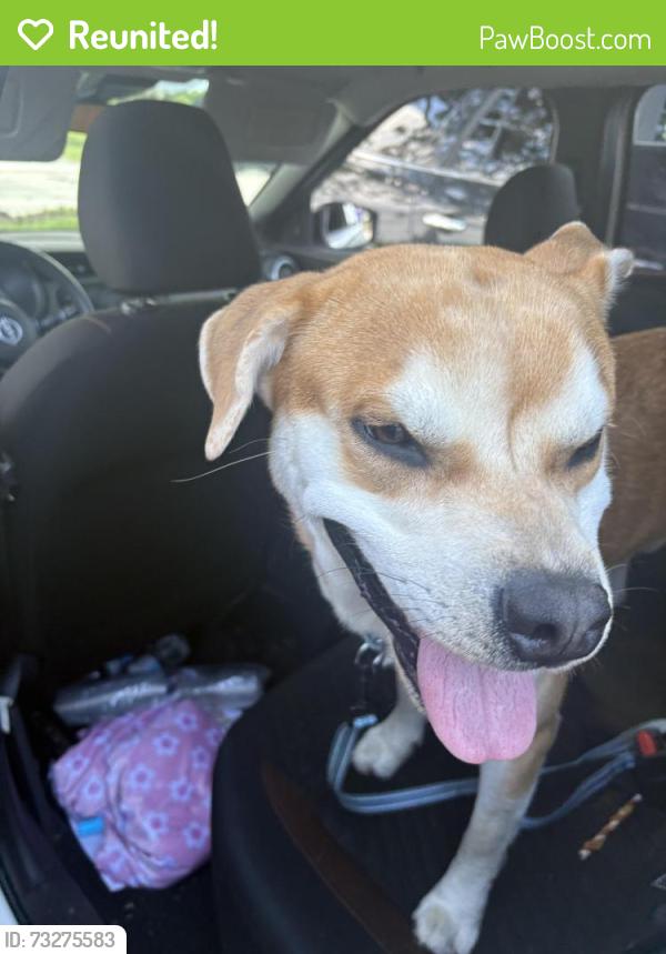 Reunited Male Dog last seen University park drive, University Park, IL 60484