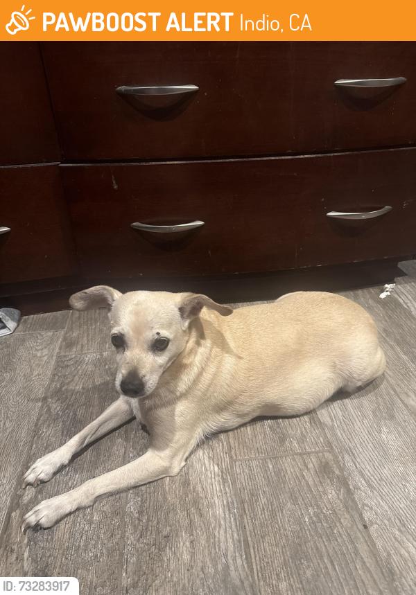 Found/Stray Female Dog last seen Neighborhood Walmart in Indio, Indio, CA 92201