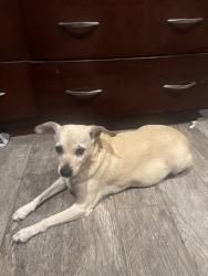 Found/Stray Female Dog last seen Neighborhood Walmart in Indio, Indio, CA 92201
