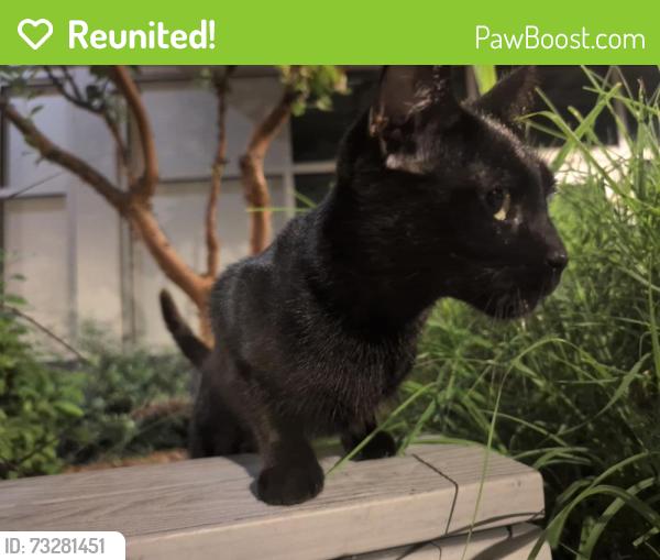 Reunited Female Cat last seen Long Beach Blvd and 3rd St, Long Beach, CA 90802