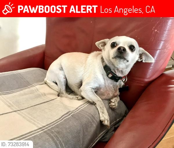 Lost Female Dog last seen Bromont Ave. and Sheldon Street, Los Angeles, CA 91352