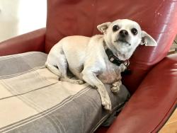 Lost Female Dog last seen Bromont Ave. and Sheldon Street, Los Angeles, CA 91352