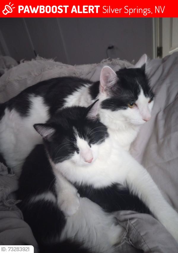 Lost Female Cat last seen Ramsey cutoff, Silver Springs, NV 89429