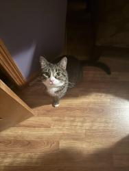 Reunited Female Cat last seen Audubon Park Drive and Snowy Owl lane, Ixonia, WI 53036