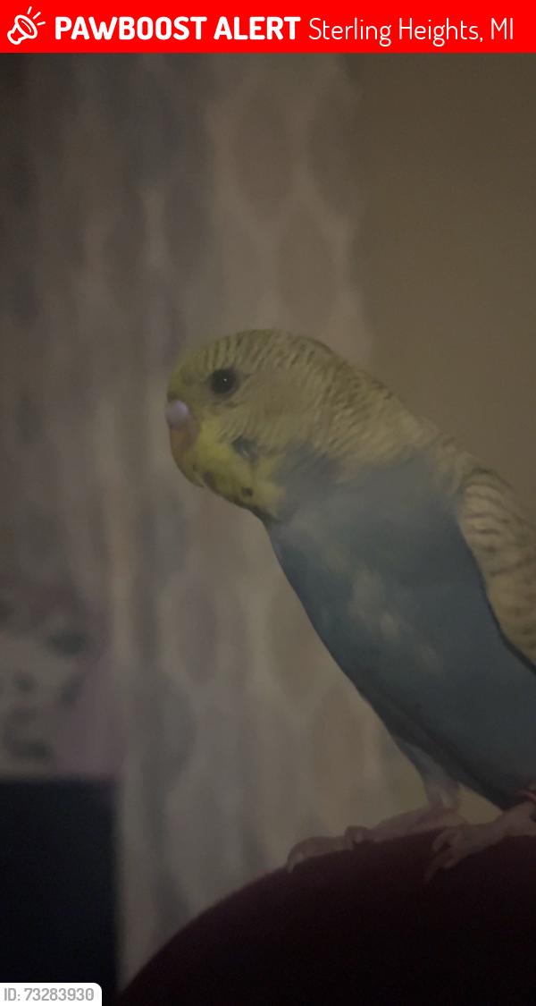 Lost Unknown Bird last seen Amsterdam drive, Sterling Heights, MI 48312