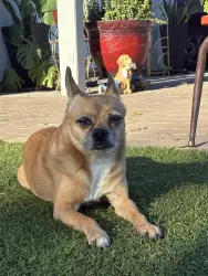 Lost Female Dog last seen 39th ave and Bethany Home, Phoenix, AZ 85019