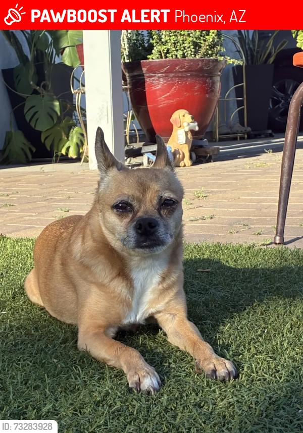 Lost Female Dog last seen 39th ave and Bethany Home, Phoenix, AZ 85019