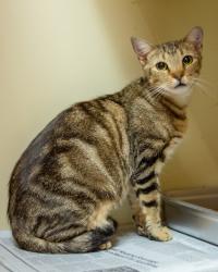 Shelter Stray Female Cat last seen Near Autumn circle Stone Mountain, 30088, 30088, GA, 3280 Chamblee Dunwoody Rd, Chamblee, GA 30341, USA