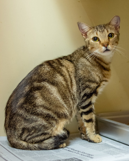Shelter Stray Female Cat last seen Near Autumn circle Stone Mountain, 30088, 30088, GA, 3280 Chamblee Dunwoody Rd, Chamblee, GA 30341, USA