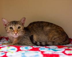 Shelter Stray Female Cat last seen Near Autumn circle Stone Mountain, 30088, 30088, GA, 3280 Chamblee Dunwoody Rd, Chamblee, GA 30341, USA