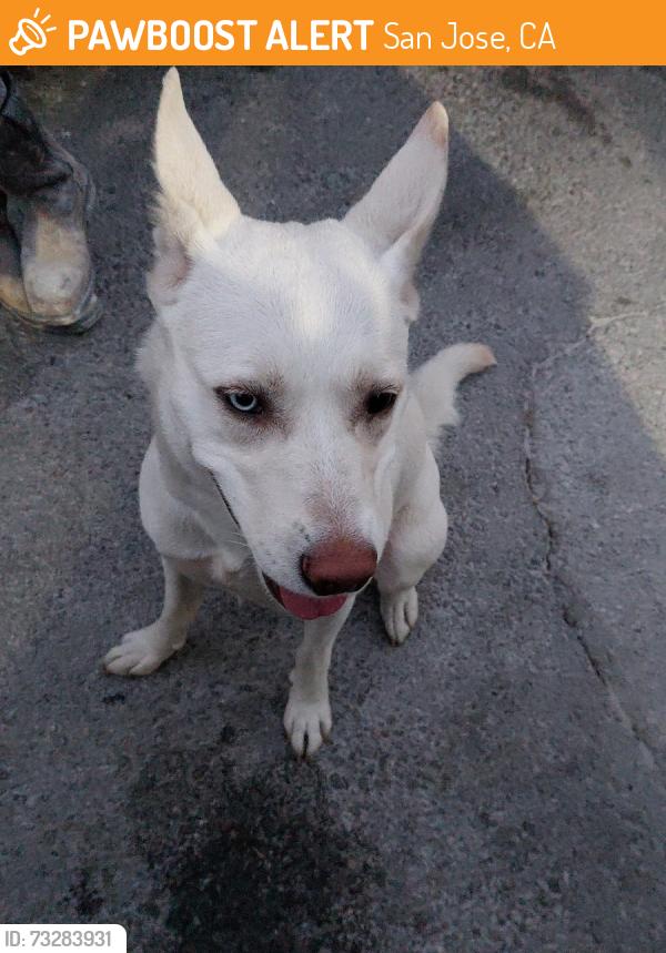 Found/Stray Female Dog last seen Near Robertson ln San Jose ca 95112, San Jose, CA 95112
