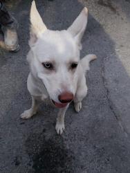Found/Stray Female Dog last seen Near Robertson ln San Jose ca 95112, San Jose, CA 95112