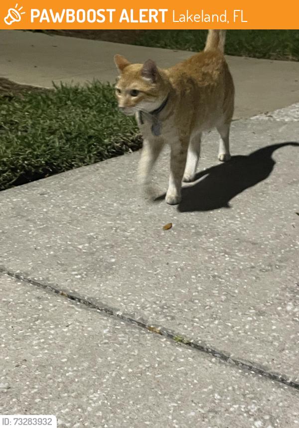 Found/Stray Unknown Cat last seen Ansley Parke at Oakbridge, Lakeland, FL 33803