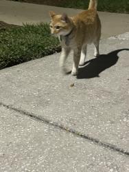 Found/Stray Unknown Cat last seen Ansley Parke at Oakbridge, Lakeland, FL 33803