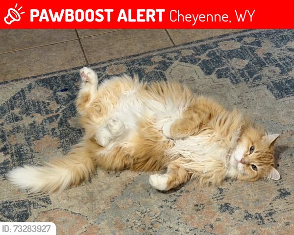 Lost Male Cat last seen Twin mountain road and bishop blvd, ranchettes, Cheyenne, WY 82009