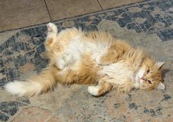 Lost Male Cat last seen Twin mountain road and bishop blvd, ranchettes, Cheyenne, WY 82009