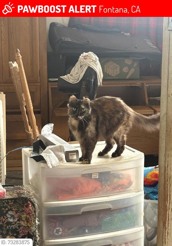Lost Female Cat last seen Near Grevillea Street, Fontana, CA 92335