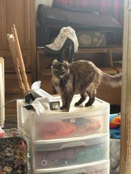 Lost Female Cat last seen Near Grevillea Street, Fontana, CA 92335