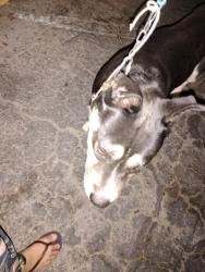 Found/Stray Male Dog last seen https://maps.app.goo.gl/tTB1WCwNWAiWab676, Stratford, ON 