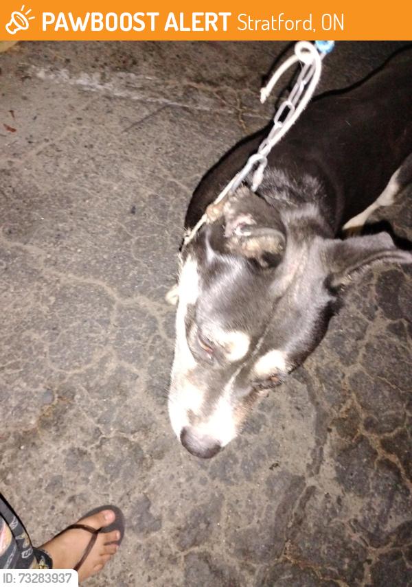 Found/Stray Male Dog last seen https://maps.app.goo.gl/tTB1WCwNWAiWab676, Stratford, ON 