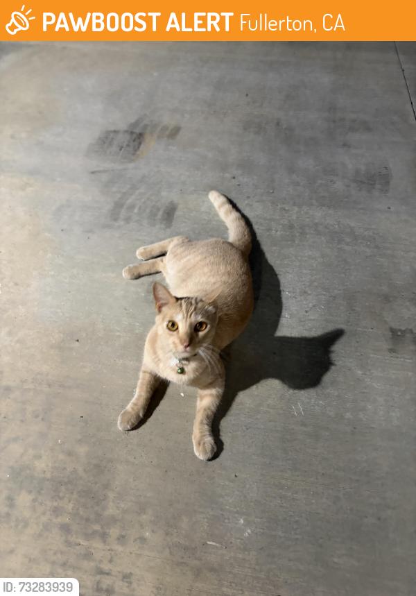 Found/Stray Unknown Cat last seen Parks Rd and Bastanchury Rd, Fullerton, CA 92833