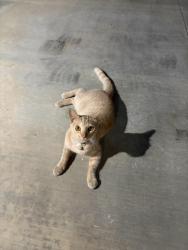 Found/Stray Unknown Cat last seen Parks Rd and Bastanchury Rd, Fullerton, CA 92833