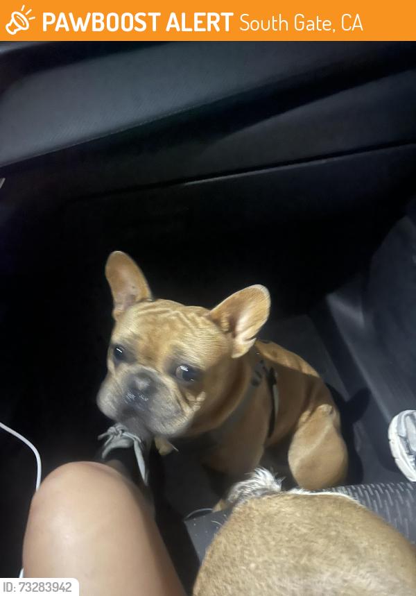 Found/Stray Male Dog last seen Pendleton Ave Lynwood, CA 90262 United States, South Gate, CA 90280
