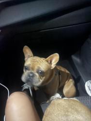 Found/Stray Male Dog last seen Pendleton Ave Lynwood, CA 90262 United States, South Gate, CA 90280