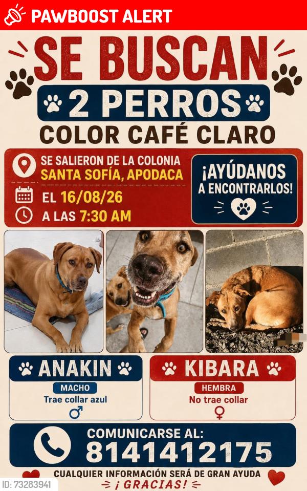 Lost Female Dog last seen Carretera dulces nombres, Ciudad Apodaca, N.L. 66646