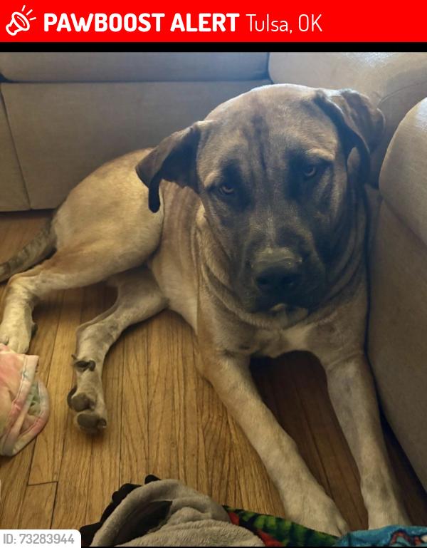 Lost Female Dog last seen 5th and Yale, Tulsa, OK 74112