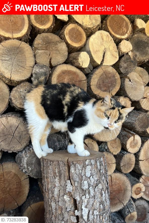 Lost Female Cat last seen Liecester, Ramsey rd., Asheville, Brookshire rd, blue ridge acres rd, Leicester, NC 28748