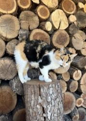 Lost Female Cat last seen Liecester, Ramsey rd., Asheville, Brookshire rd, blue ridge acres rd, Leicester, NC 28748