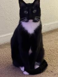 Lost Female Cat last seen Meadow Bend Loop, far right corner, Grapevine, TX 76051