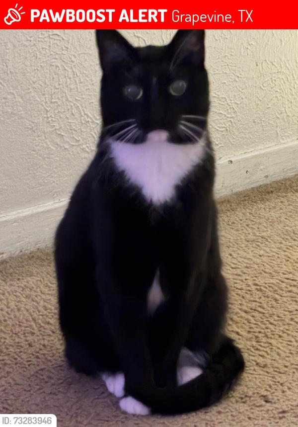 Lost Female Cat last seen Meadow Bend Loop, far right corner, Grapevine, TX 76051